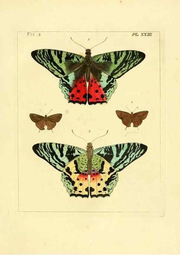 Reproducción/Reproduction 35537321524: Illustrations of natural history.. London,Printed for the author and sold by B. White,1770-82.