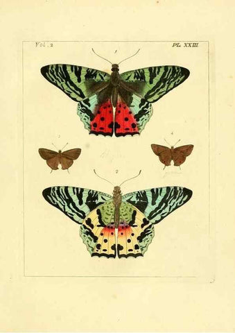 Reproducción/Reproduction 35537321524: Illustrations of natural history.. London,Printed for the author and sold by B. White,1770-82.