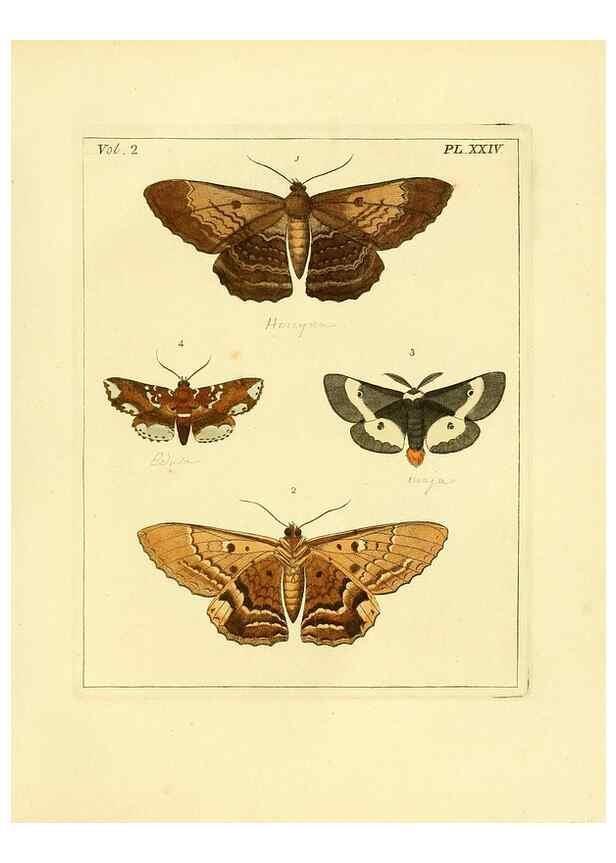 Reproducción/Reproduction 36204908472: Illustrations of natural history.. London,Printed for the author and sold by B. White,1770-82.