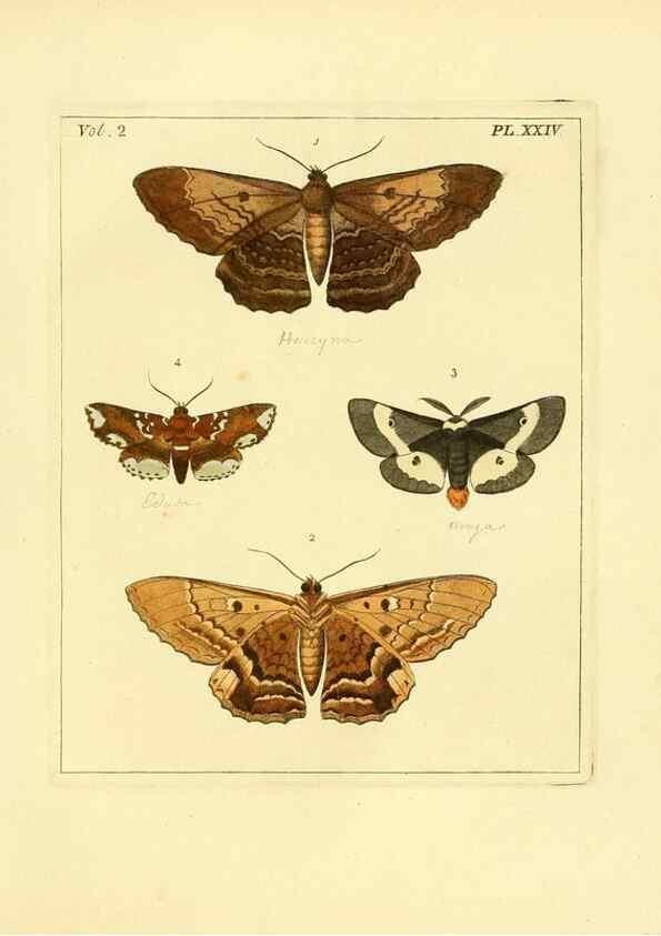 Reproducción/Reproduction 36204908472: Illustrations of natural history.. London,Printed for the author and sold by B. White,1770-82.