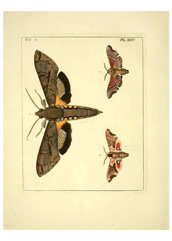 Reproducción/Reproduction 36204911032: Illustrations of natural history.. London,Printed for the author and sold by B. White,1770-82.
