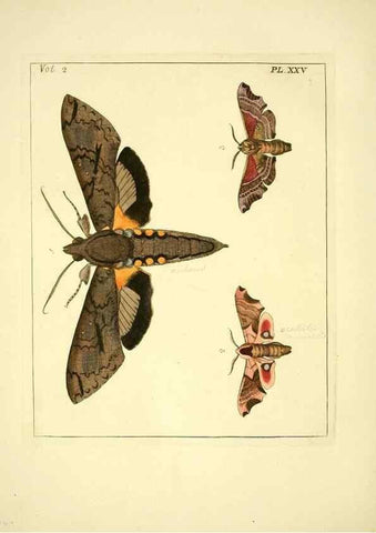 Reproducción/Reproduction 36204911032: Illustrations of natural history.. London,Printed for the author and sold by B. White,1770-82.