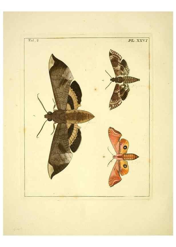 Reproducción/Reproduction 36204913642: Illustrations of natural history.. London,Printed for the author and sold by B. White,1770-82.