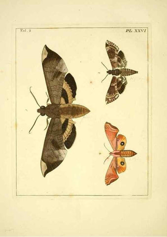 Reproducción/Reproduction 36204913642: Illustrations of natural history.. London,Printed for the author and sold by B. White,1770-82.
