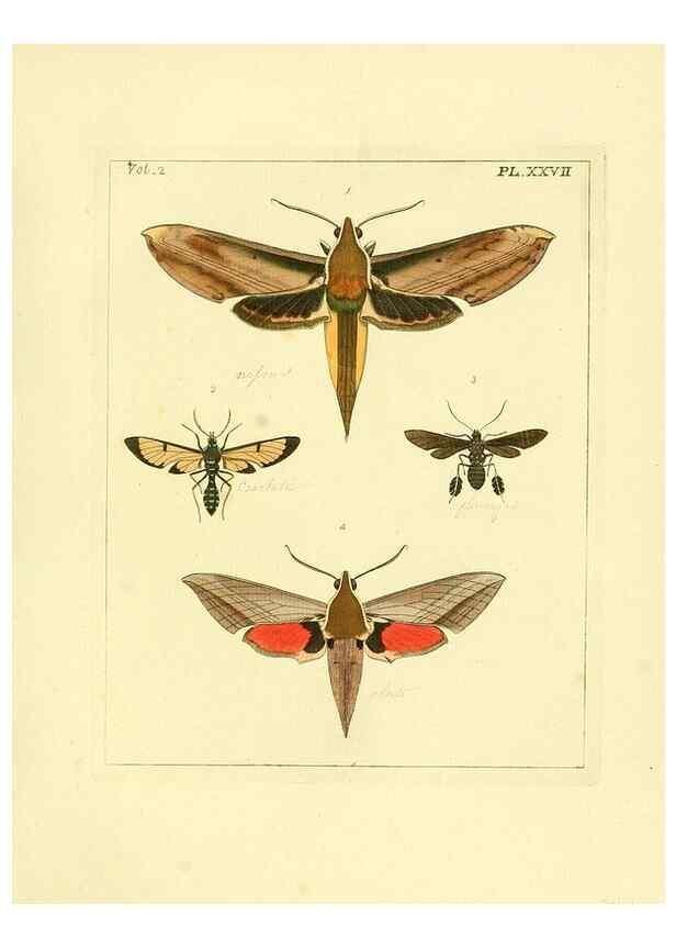 Reproducción/Reproduction 35537326494: Illustrations of natural history.. London,Printed for the author and sold by B. White,1770-82.