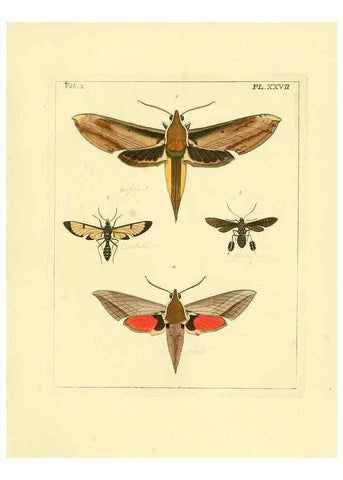 Reproducción/Reproduction 35537326494: Illustrations of natural history.. London,Printed for the author and sold by B. White,1770-82.