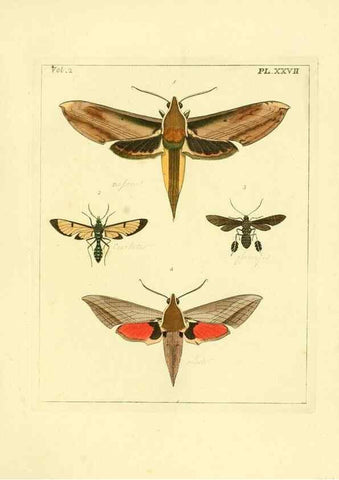 Reproducción/Reproduction 35537326494: Illustrations of natural history.. London,Printed for the author and sold by B. White,1770-82.