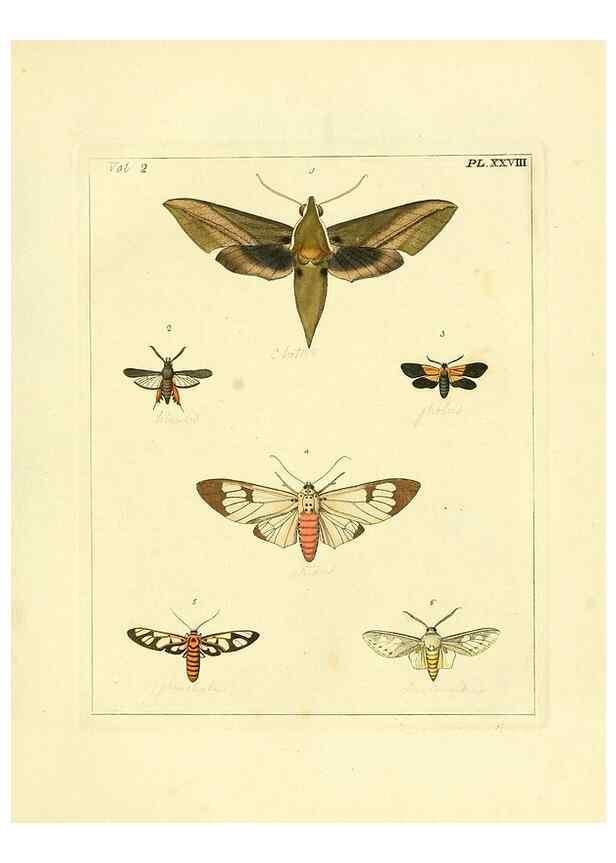 Reproducción/Reproduction 35537328084: Illustrations of natural history.. London,Printed for the author and sold by B. White,1770-82.