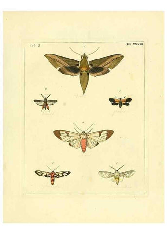 Reproducción/Reproduction 35537328084: Illustrations of natural history.. London,Printed for the author and sold by B. White,1770-82.