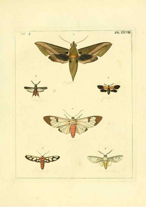 Reproducción/Reproduction 35537328084: Illustrations of natural history.. London,Printed for the author and sold by B. White,1770-82.