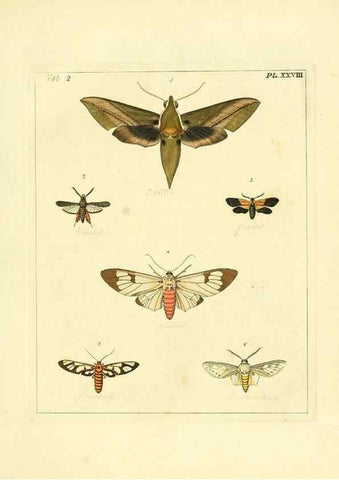 Reproducción/Reproduction 35537328084: Illustrations of natural history.. London,Printed for the author and sold by B. White,1770-82.
