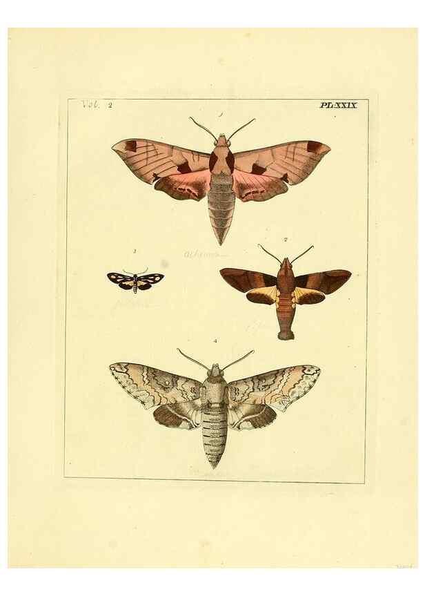 Reproducción/Reproduction 35564810393: Illustrations of natural history.. London,Printed for the author and sold by B. White,1770-82.
