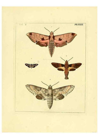 Reproducción/Reproduction 35564810393: Illustrations of natural history.. London,Printed for the author and sold by B. White,1770-82.