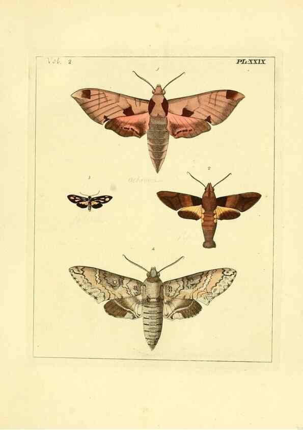 Reproducción/Reproduction 35564810393: Illustrations of natural history.. London,Printed for the author and sold by B. White,1770-82.