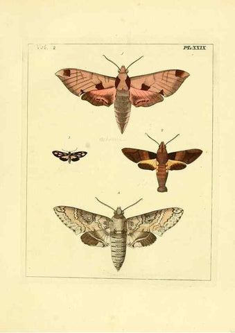 Reproducción/Reproduction 35564810393: Illustrations of natural history.. London,Printed for the author and sold by B. White,1770-82.