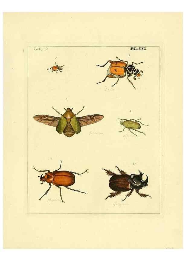 Reproducción/Reproduction 35537332434: Illustrations of natural history.. London,Printed for the author and sold by B. White,1770-82.