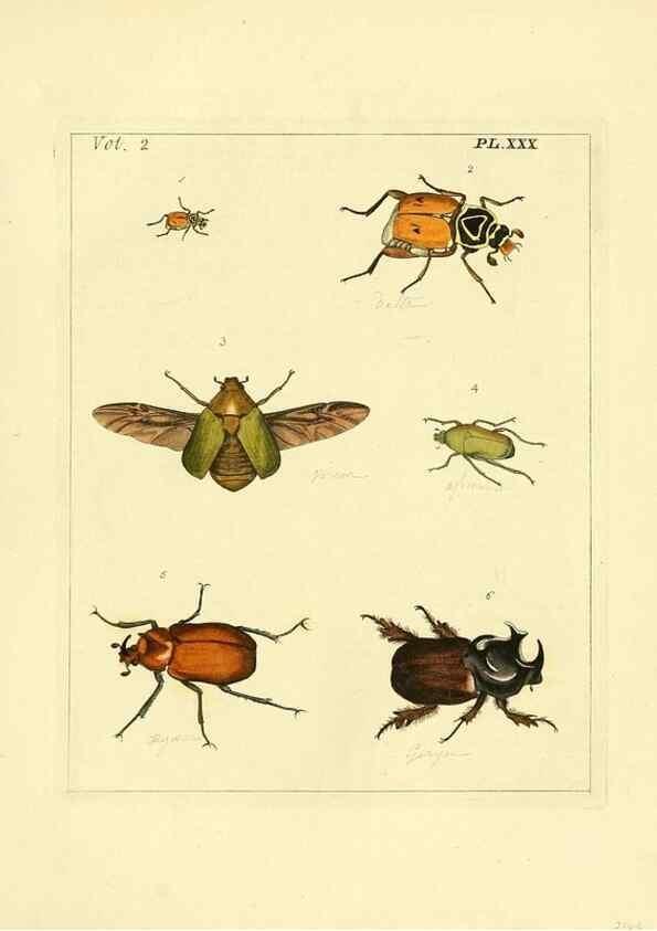 Reproducción/Reproduction 35537332434: Illustrations of natural history.. London,Printed for the author and sold by B. White,1770-82.