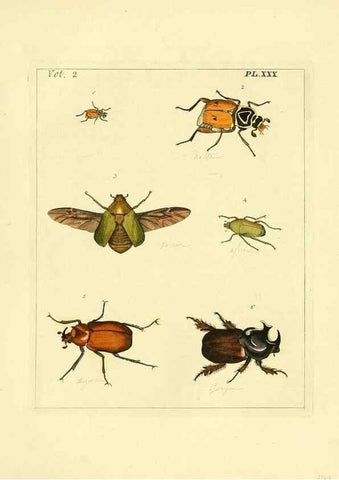 Reproducción/Reproduction 35537332434: Illustrations of natural history.. London,Printed for the author and sold by B. White,1770-82.