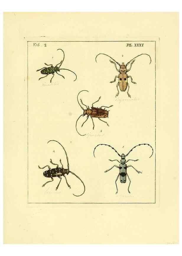 Reproducción/Reproduction 35564812993: Illustrations of natural history.. London,Printed for the author and sold by B. White,1770-82.