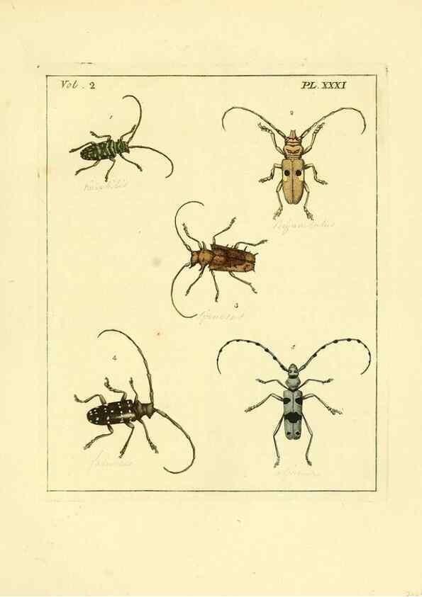 Reproducción/Reproduction 35564812993: Illustrations of natural history.. London,Printed for the author and sold by B. White,1770-82.