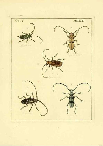 Reproducción/Reproduction 35564812993: Illustrations of natural history.. London,Printed for the author and sold by B. White,1770-82.