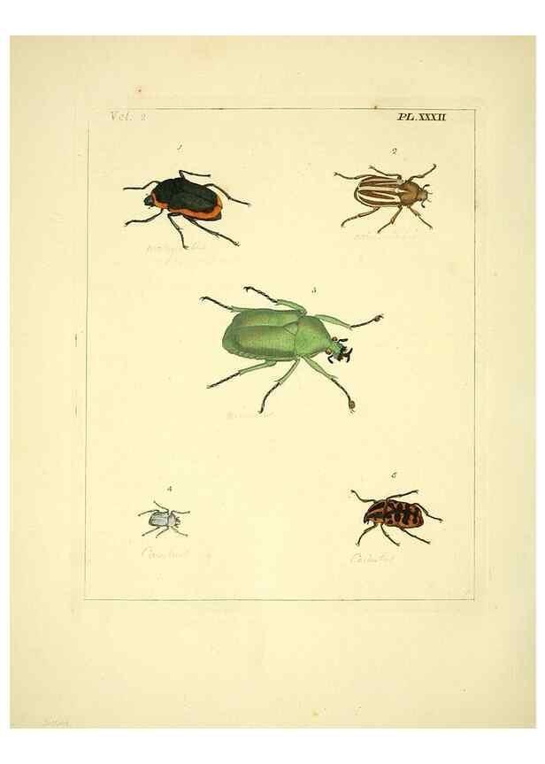 Reproducción/Reproduction 35537334844: Illustrations of natural history.. London,Printed for the author and sold by B. White,1770-82.