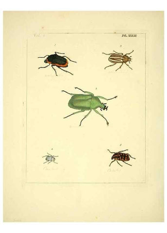 Reproducción/Reproduction 35537334844: Illustrations of natural history.. London,Printed for the author and sold by B. White,1770-82.