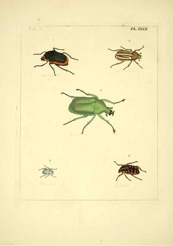 Reproducción/Reproduction 35537334844: Illustrations of natural history.. London,Printed for the author and sold by B. White,1770-82.