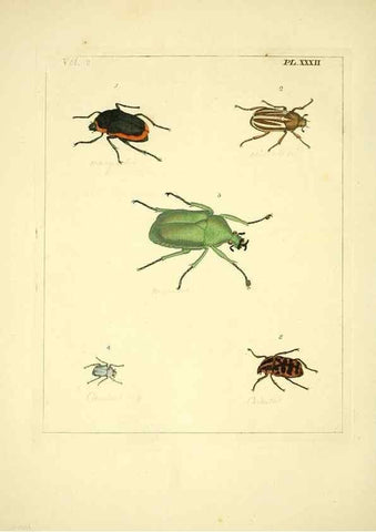 Reproducción/Reproduction 35537334844: Illustrations of natural history.. London,Printed for the author and sold by B. White,1770-82.