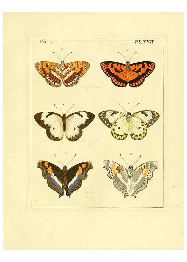 Reproducción/Reproduction 35564800293: Illustrations of natural history.. London,Printed for the author and sold by B. White,1770-82.