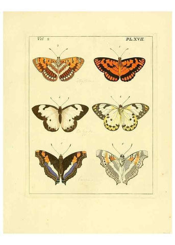 Reproducción/Reproduction 35564800293: Illustrations of natural history.. London,Printed for the author and sold by B. White,1770-82.