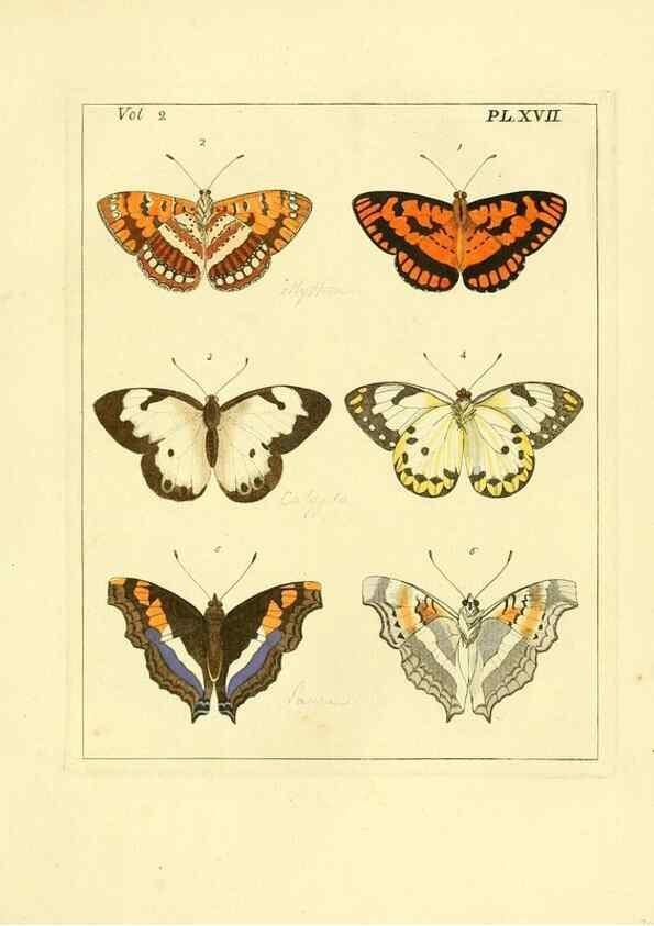 Reproducción/Reproduction 35564800293: Illustrations of natural history.. London,Printed for the author and sold by B. White,1770-82.