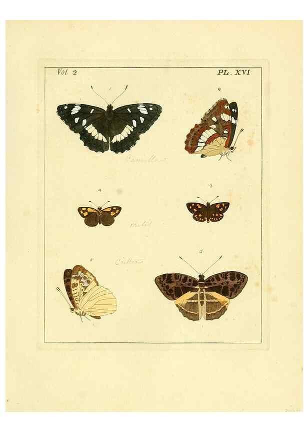 Reproducción/Reproduction 35564799063: Illustrations of natural history.. London,Printed for the author and sold by B. White,1770-82.