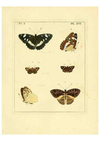 Reproducción/Reproduction 35564799063: Illustrations of natural history.. London,Printed for the author and sold by B. White,1770-82.