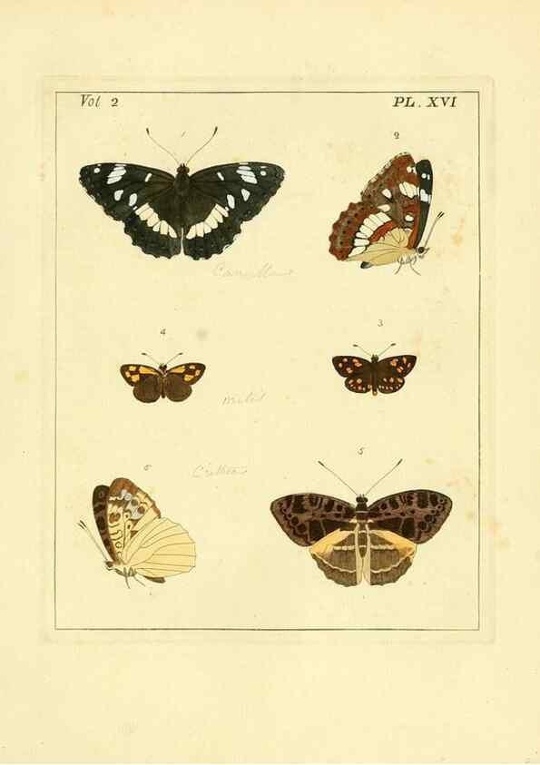 Reproducción/Reproduction 35564799063: Illustrations of natural history.. London,Printed for the author and sold by B. White,1770-82.