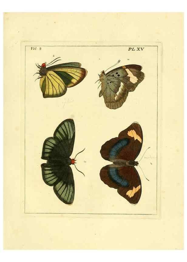 Reproducción/Reproduction 35564797453: Illustrations of natural history.. London,Printed for the author and sold by B. White,1770-82.