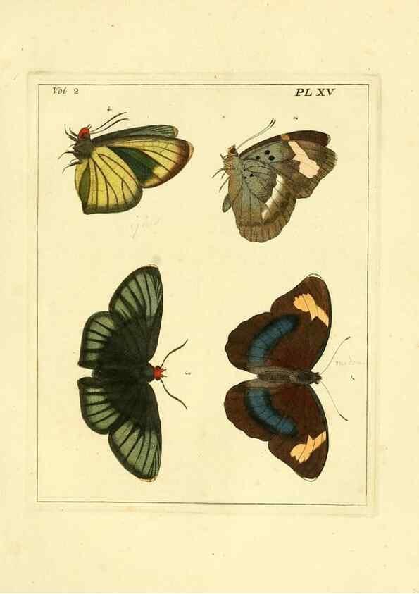 Reproducción/Reproduction 35564797453: Illustrations of natural history.. London,Printed for the author and sold by B. White,1770-82.