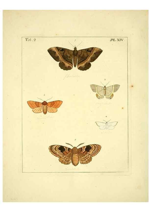 Reproducción/Reproduction 35564796193: Illustrations of natural history.. London,Printed for the author and sold by B. White,1770-82.