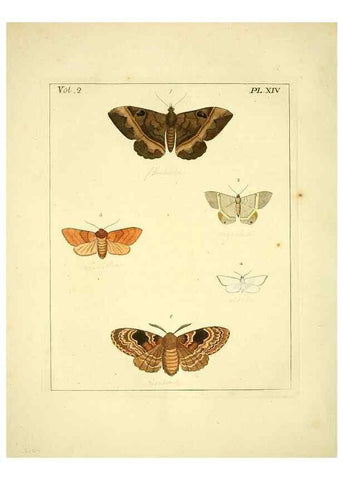 Reproducción/Reproduction 35564796193: Illustrations of natural history.. London,Printed for the author and sold by B. White,1770-82.