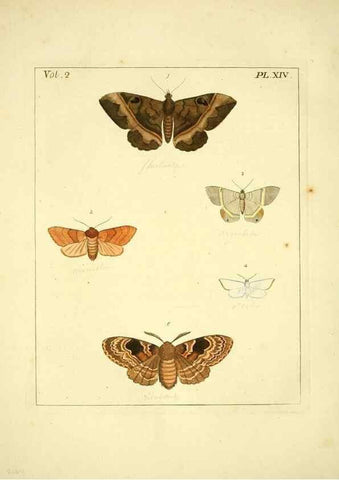 Reproducción/Reproduction 35564796193: Illustrations of natural history.. London,Printed for the author and sold by B. White,1770-82.