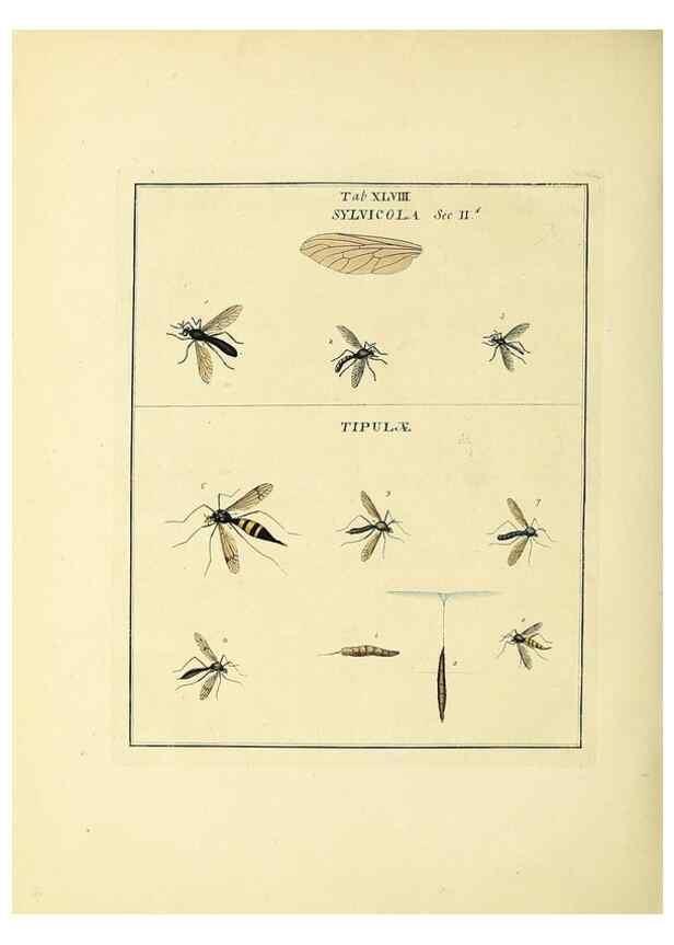 Reproducción/Reproduction 35564608013: Exposition des insectes que se trouvent en Angleterre;. Londres,B. White et J. Edwards,1786.