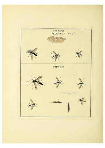 Reproducción/Reproduction 35564608013: Exposition des insectes que se trouvent en Angleterre;. Londres,B. White et J. Edwards,1786.