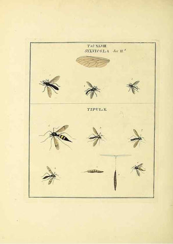Reproducción/Reproduction 35564608013: Exposition des insectes que se trouvent en Angleterre;. Londres,B. White et J. Edwards,1786.