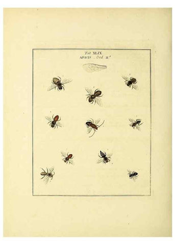 Reproducción/Reproduction 35564610143: Exposition des insectes que se trouvent en Angleterre;. Londres,B. White et J. Edwards,1786.