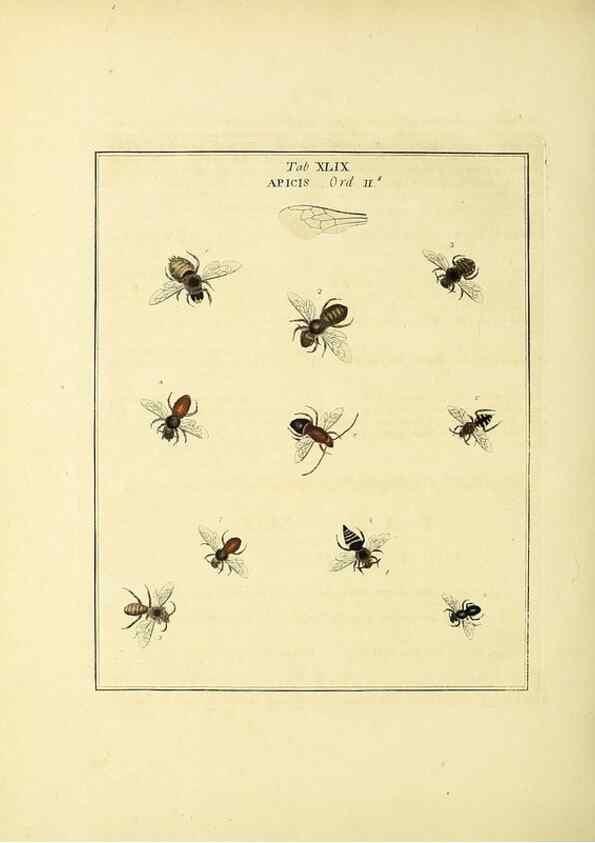 Reproducción/Reproduction 35564610143: Exposition des insectes que se trouvent en Angleterre;. Londres,B. White et J. Edwards,1786.