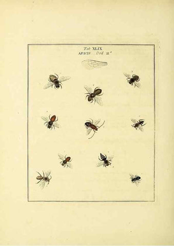 Reproducción/Reproduction 35564610143: Exposition des insectes que se trouvent en Angleterre;. Londres,B. White et J. Edwards,1786.