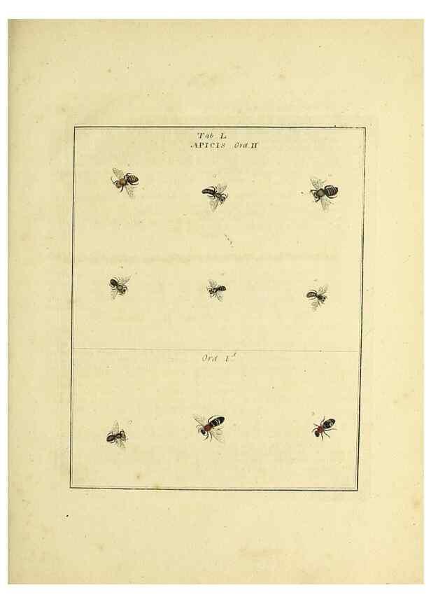 Reproducción/Reproduction 35564611653: Exposition des insectes que se trouvent en Angleterre;. Londres,B. White et J. Edwards,1786.
