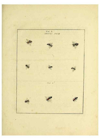 Reproducción/Reproduction 35564611653: Exposition des insectes que se trouvent en Angleterre;. Londres,B. White et J. Edwards,1786.