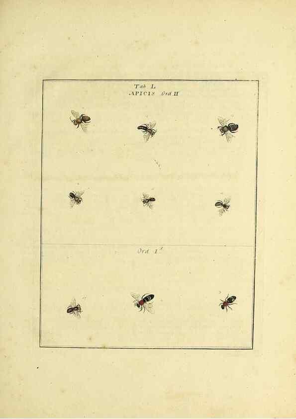 Reproducción/Reproduction 35564611653: Exposition des insectes que se trouvent en Angleterre;. Londres,B. White et J. Edwards,1786.