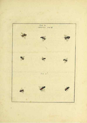 Reproducción/Reproduction 35564611653: Exposition des insectes que se trouvent en Angleterre;. Londres,B. White et J. Edwards,1786.